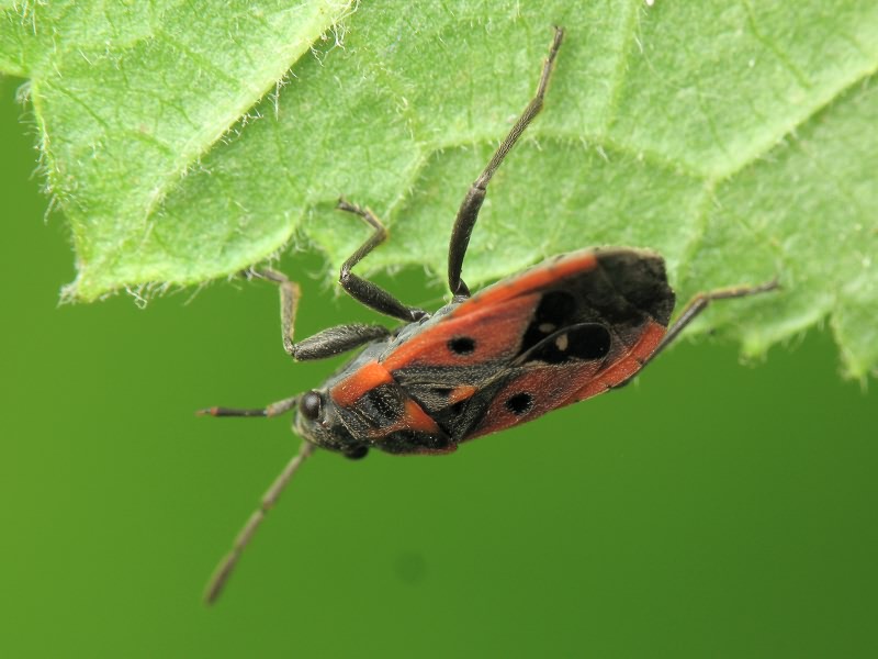 Melanocoryphus tristrami (Douglas & Scott, 1868)